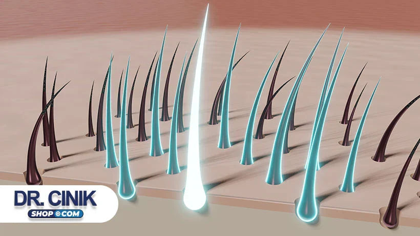 What is a Hair Follicle? – Hair Anatomy